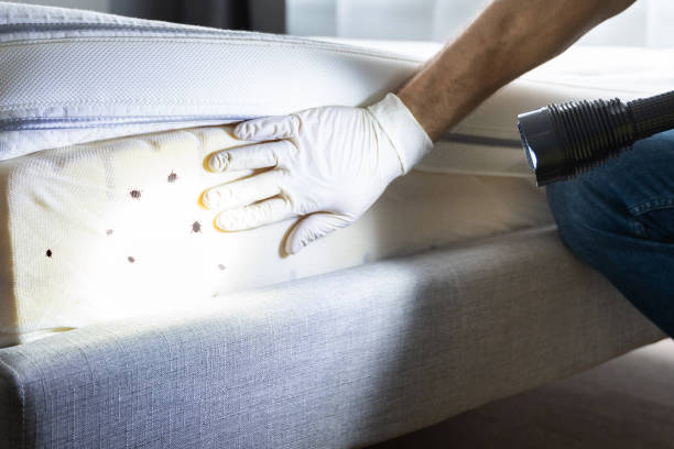 Best Bed Bug Extermination  in Winter Park, FL